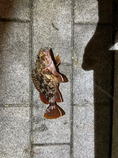 ガシラの釣果