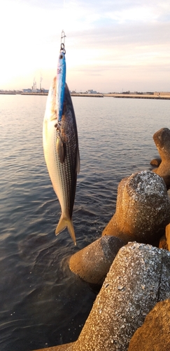 コノシロの釣果