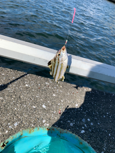 コトヒキの釣果