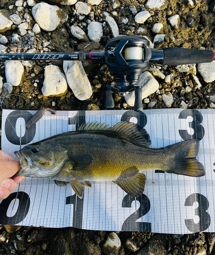 スモールマウスバスの釣果