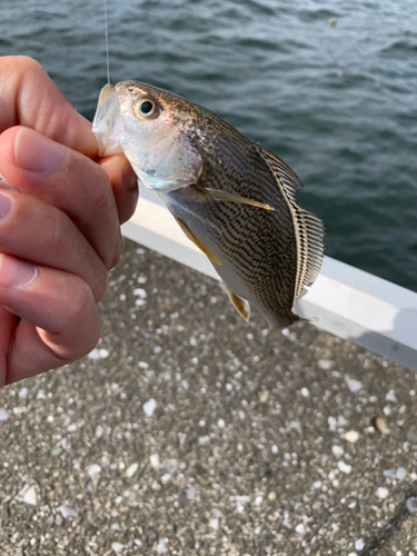 イシモチの釣果