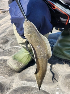 シタビラメの釣果