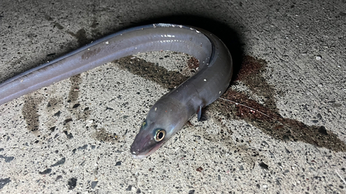 クロアナゴの釣果