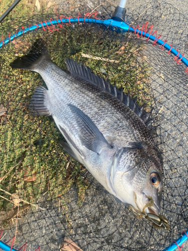 チヌの釣果