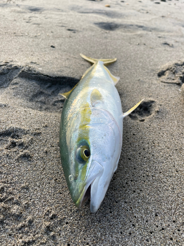 ワカシの釣果