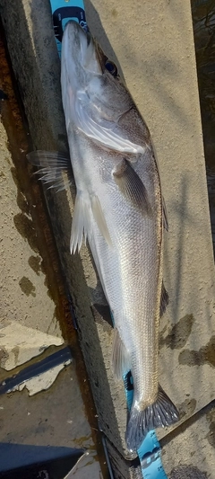 スズキの釣果