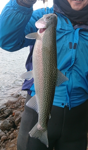 ニジマスの釣果