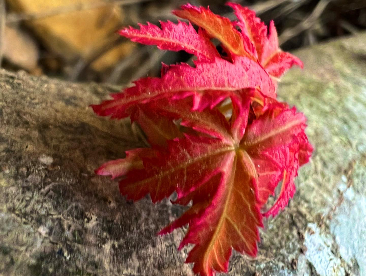 イワナ