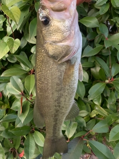 ラージマウスバスの釣果