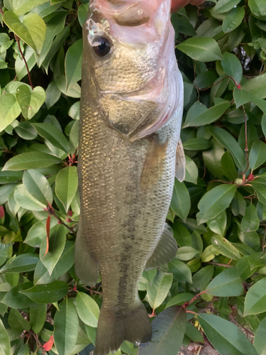 ラージマウスバスの釣果