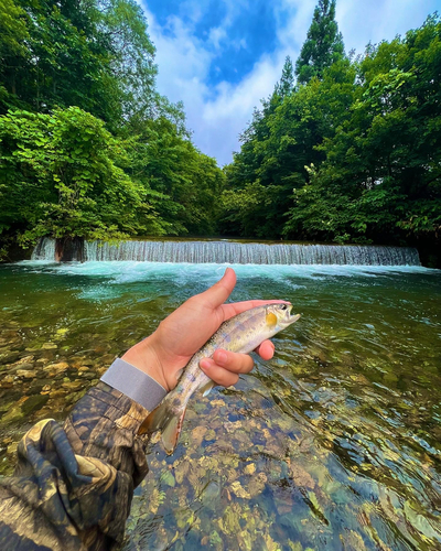 ヤマメの釣果