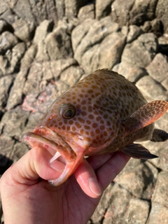 オオモンハタの釣果