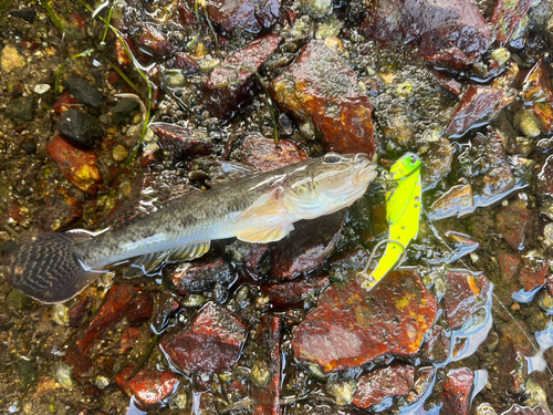 ハゼの釣果