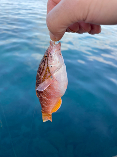 ベラの釣果