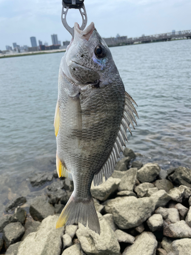 釣果