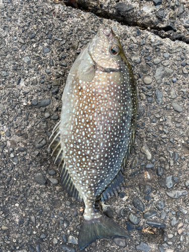 アイゴの釣果