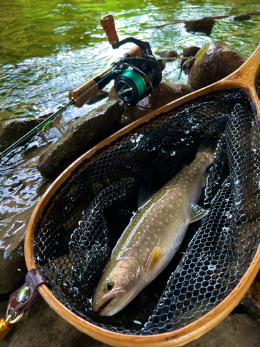 イワナの釣果