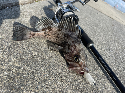 クロソイの釣果