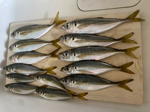 アジの釣果