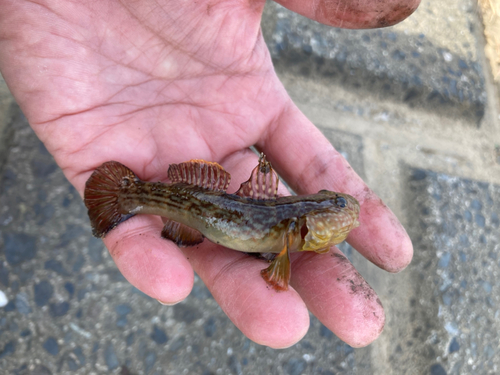 ヌマチチブの釣果