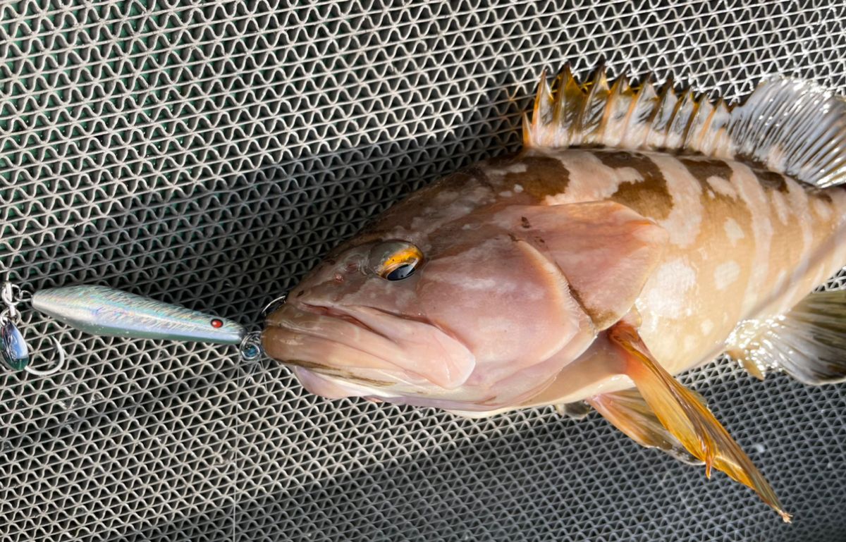 ポケ船長さんの釣果 3枚目の画像