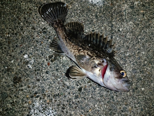 ソイの釣果