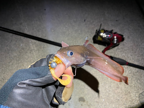 ドンコの釣果