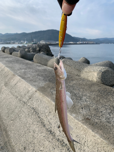 エソの釣果