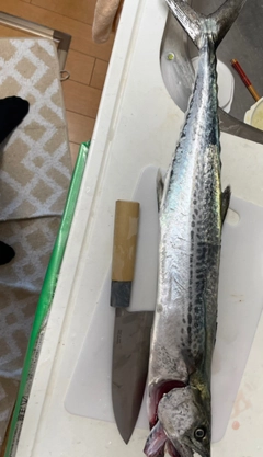 サゴシの釣果