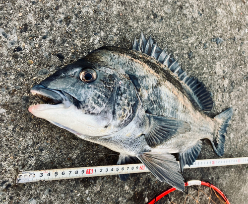 クロダイの釣果