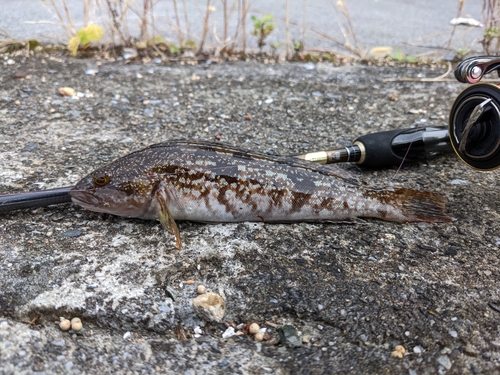 アイナメの釣果