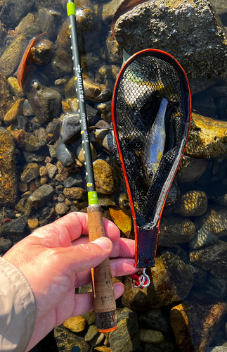 カワムツの釣果