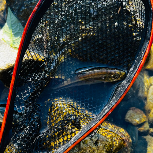 カワムツの釣果