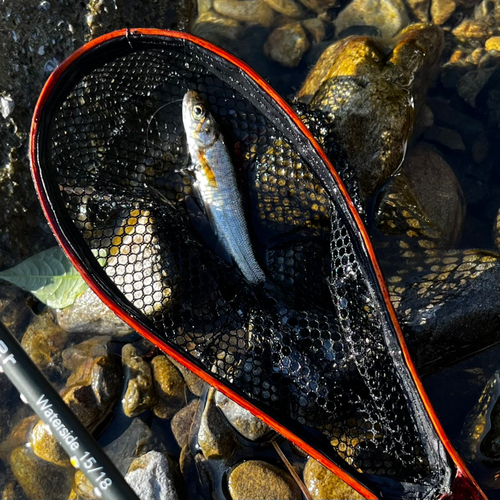 ウグイの釣果