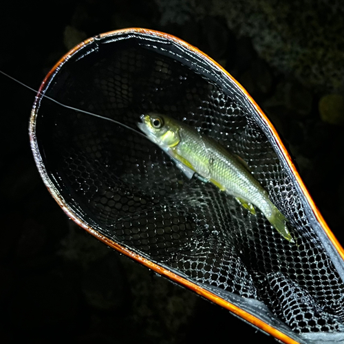 カワムツの釣果