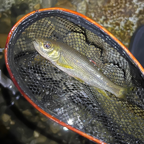 カワムツの釣果