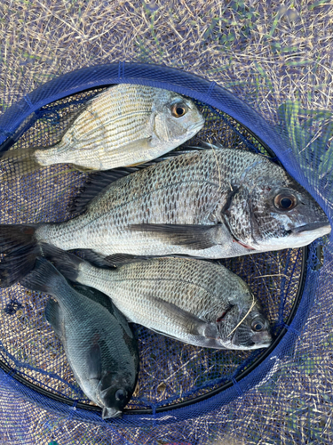 チヌの釣果