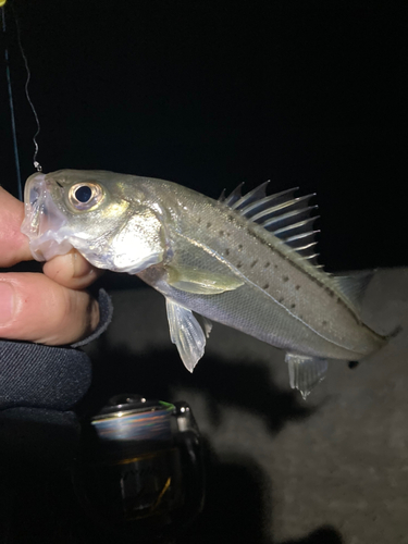 セイゴ（マルスズキ）の釣果