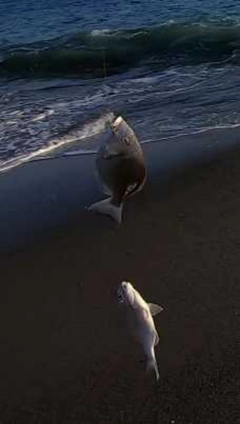 ヘダイの釣果