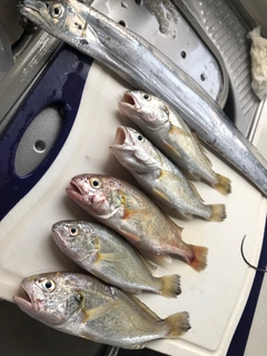 イシモチの釣果