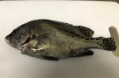 コショウダイの釣果