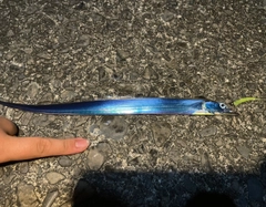 タチウオの釣果