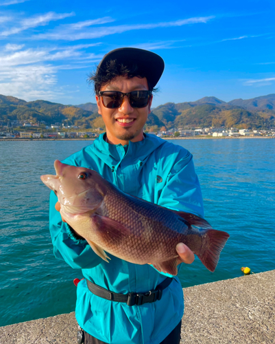 コブダイの釣果