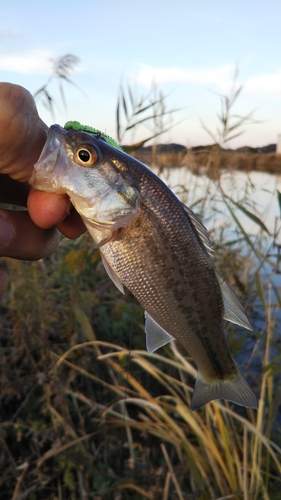 ラージマウスバスの釣果