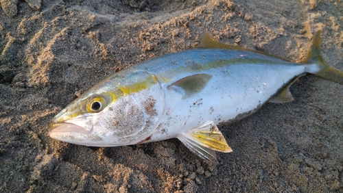 イナダの釣果