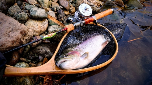 ニジマスの釣果