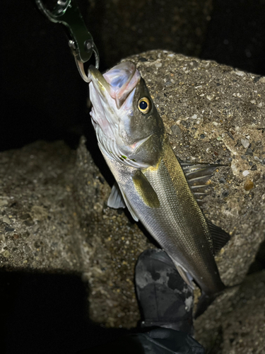 スズキの釣果