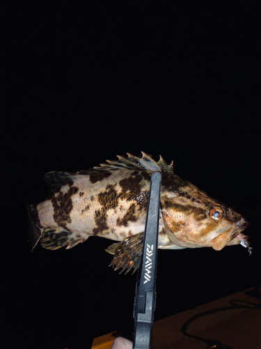 タケノコメバルの釣果