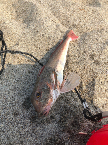 ホウボウの釣果