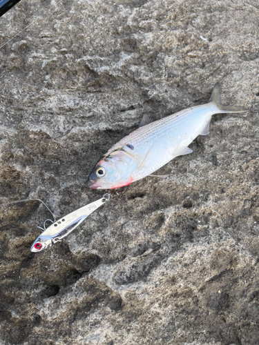 コノシロの釣果